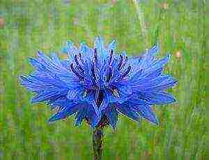 how to grow cornflowers at home