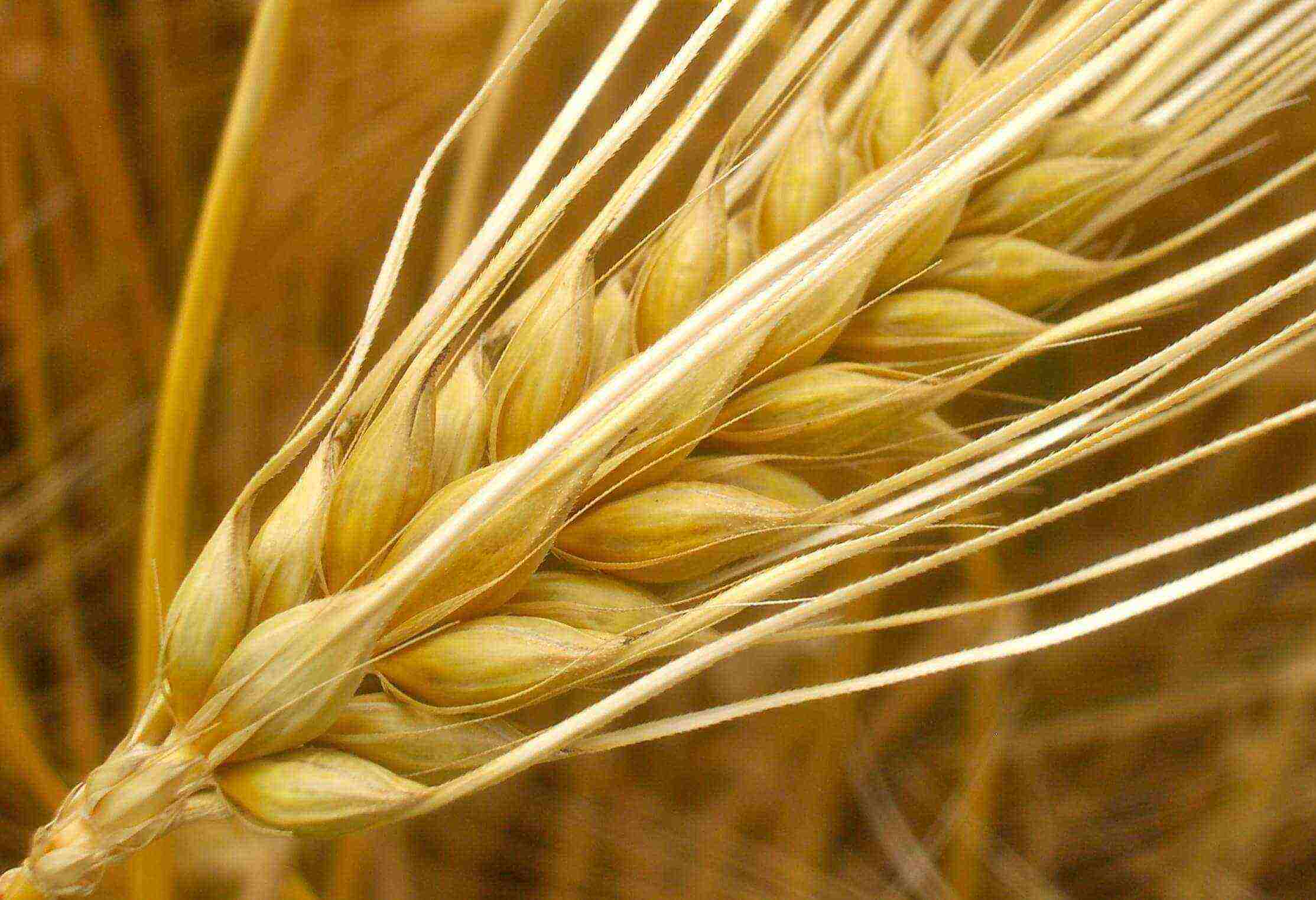 how to grow barley at home