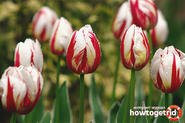 how tulips are grown at home
