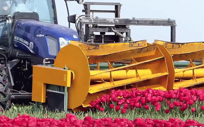 how tulips are grown in Holland no words some emotions