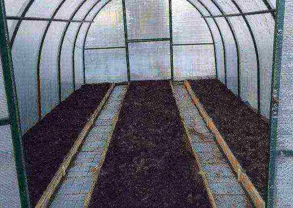 how to grow tomatoes in a polycarbonate greenhouse in winter