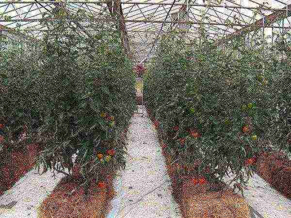 how to grow tomatoes in a polycarbonate greenhouse in winter