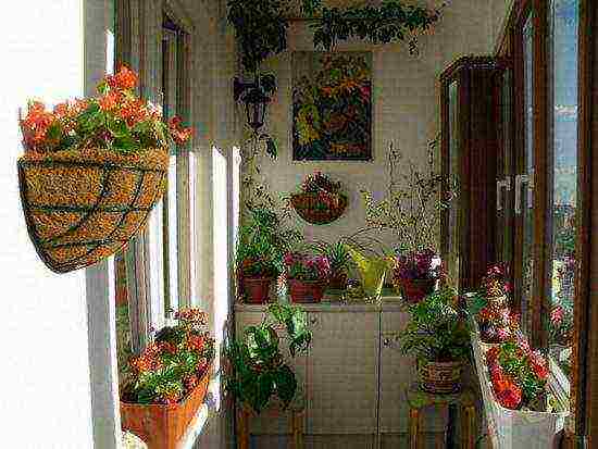 what flowers can be grown on the balcony on the south side