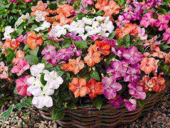 what flowers can be grown on the balcony on the south side