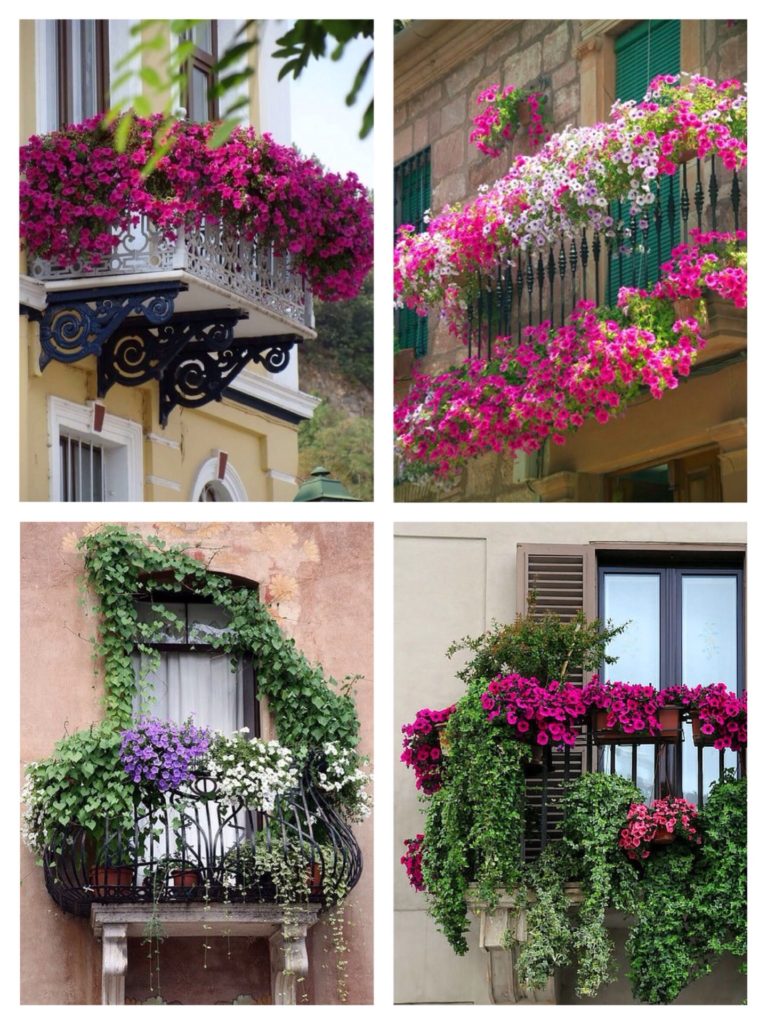 what flowers can be grown on the balcony on the south side