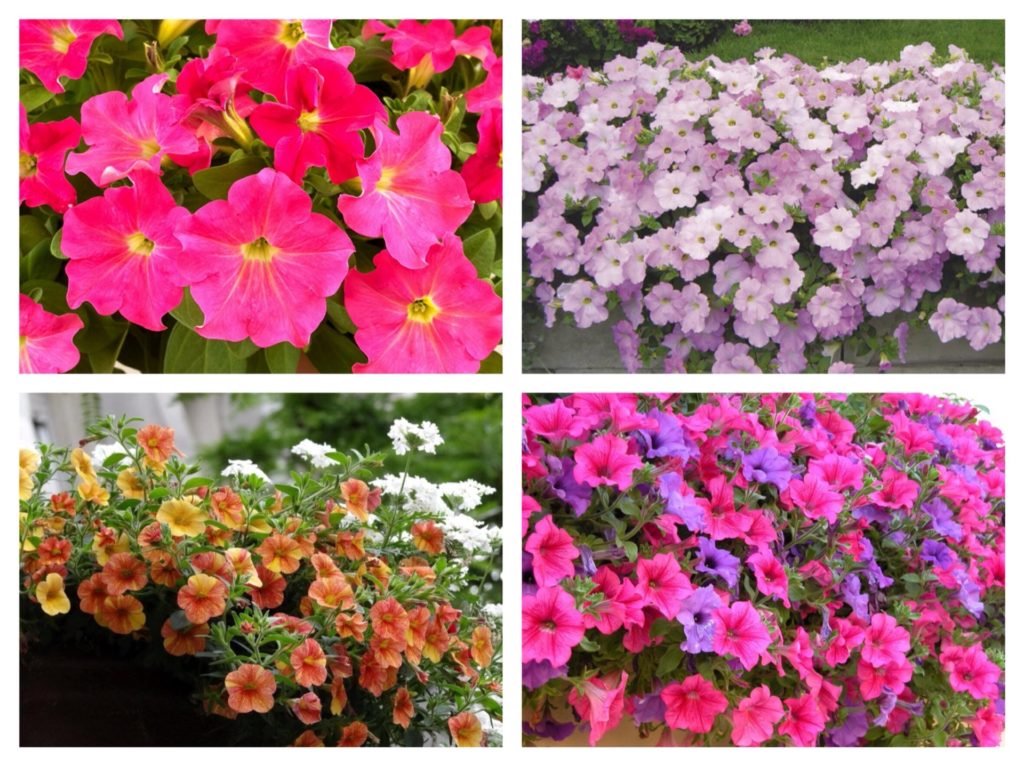 what flowers can be grown on the balcony on the south side