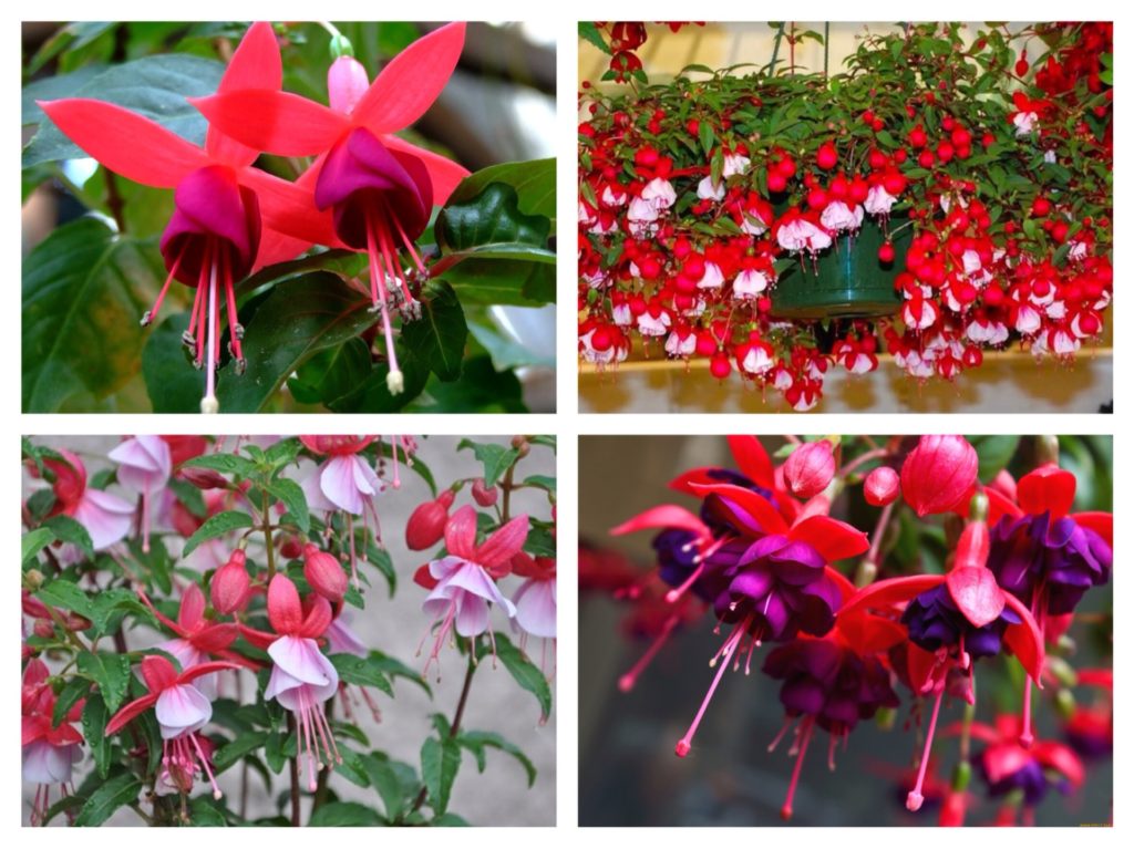 what flowers can be grown on the balcony on the south side