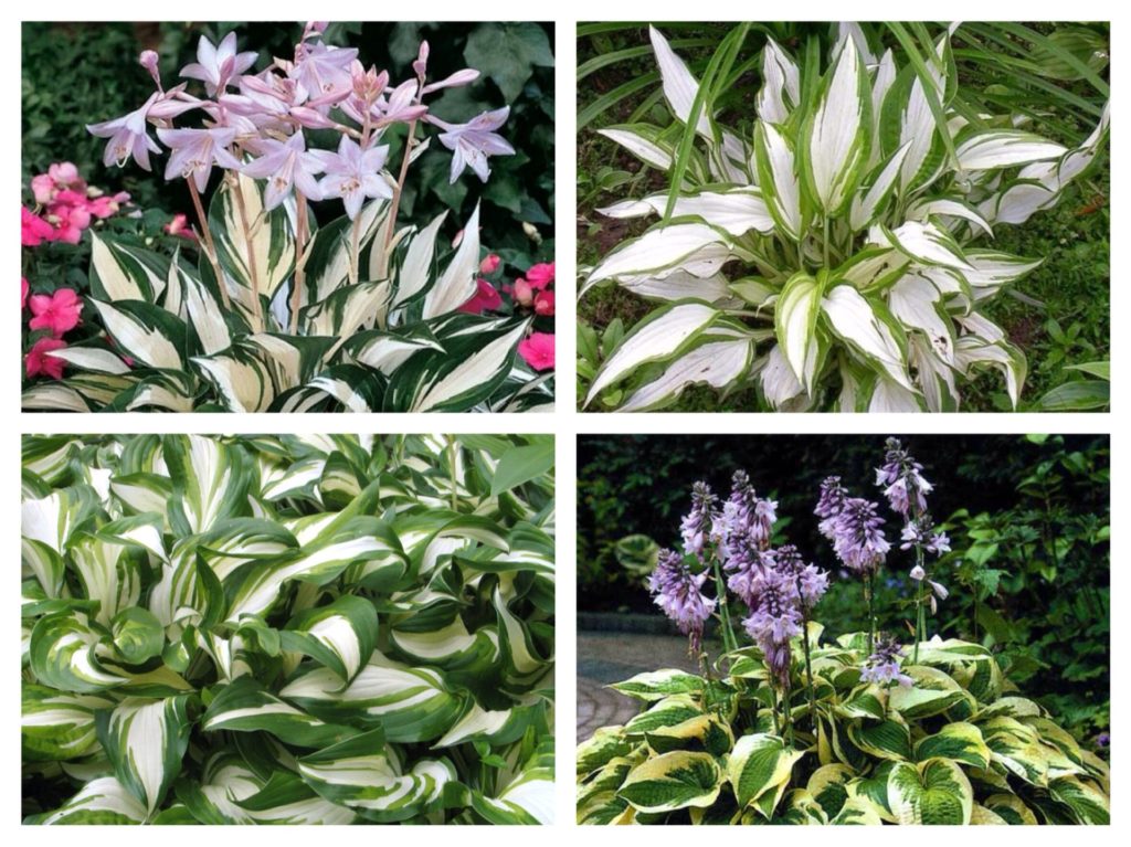 what flowers can be grown on the balcony on the south side