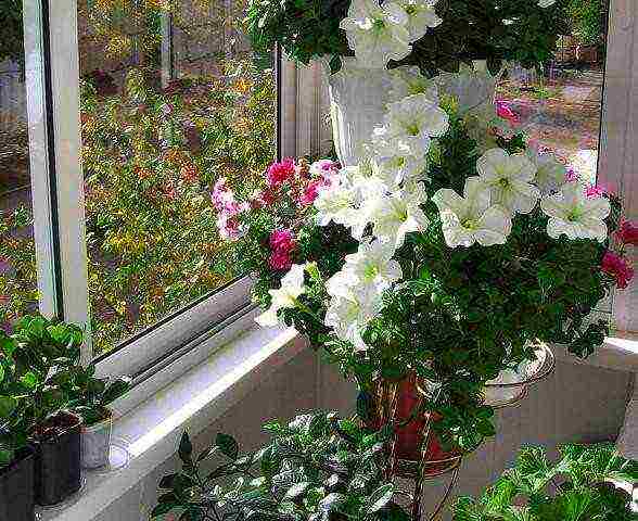 what flowers can be grown on the balcony on the south side