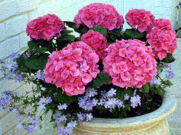 what flowers can be grown on the balcony on the south side