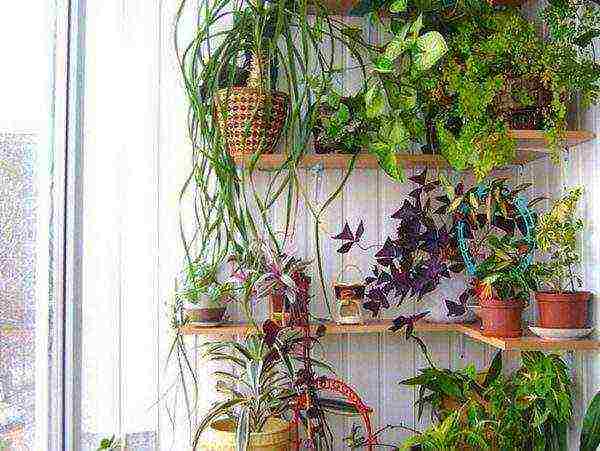 what flowers can be grown on the balcony on the south side