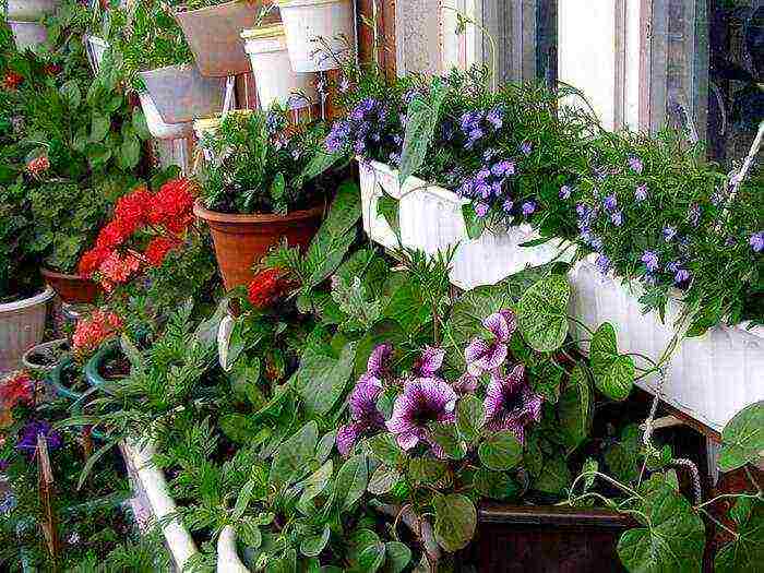 what flowers can be grown on the balcony on the south side