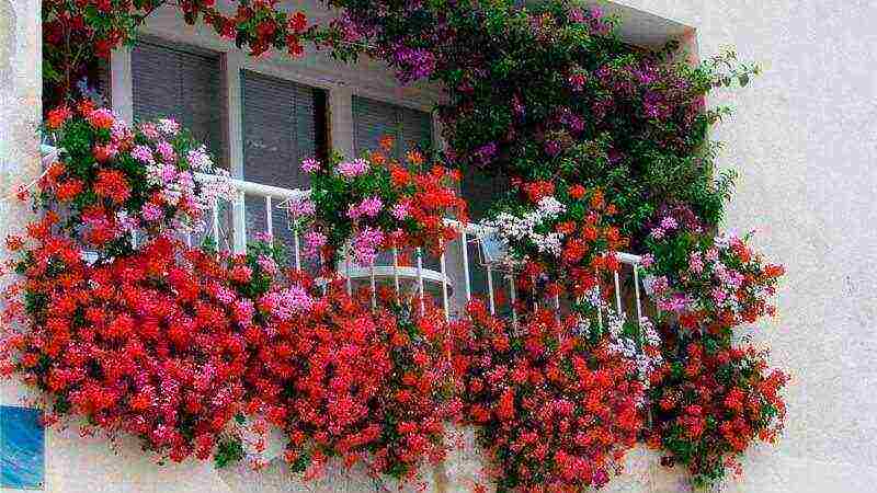 what flowers can be grown on the balcony on the south side