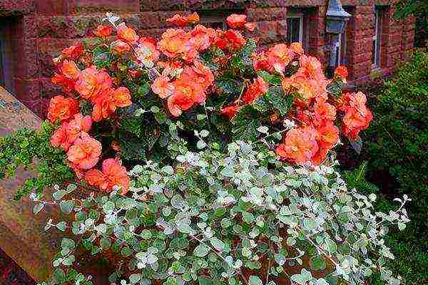 what flowers can be grown on the balcony sunny side