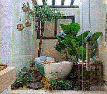 what flowers can be grown in a bathroom without a window