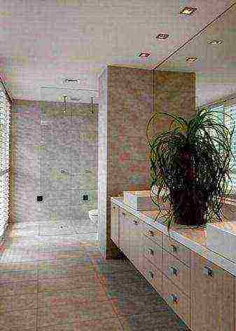what flowers can be grown in a bathroom without a window