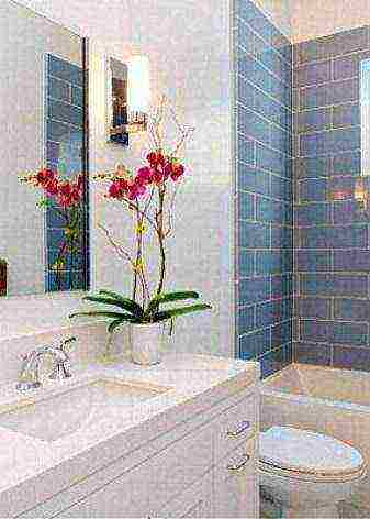 what flowers can be grown in a bathroom without a window