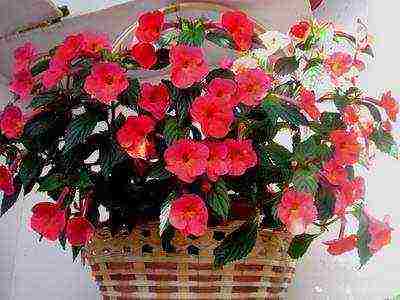 what flowers can be grown in winter at home in pots in winter