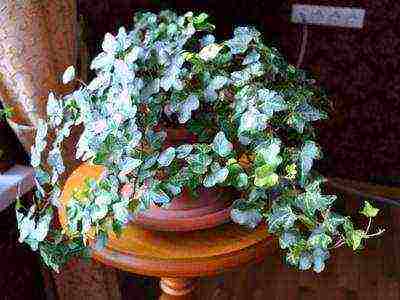 what flowers can be grown in winter at home in pots in winter