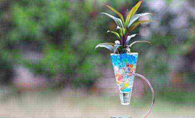 what indoor plants can be grown in a hydrogel