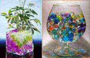 what indoor plants can be grown in a hydrogel