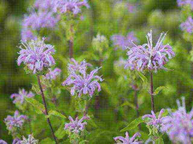 what medicinal plants can be grown in the garden