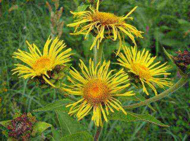 what medicinal plants can be grown in the garden