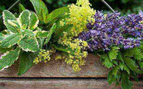 what medicinal plants can be grown in the garden