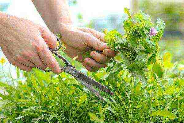 what medicinal plants can be grown in the garden