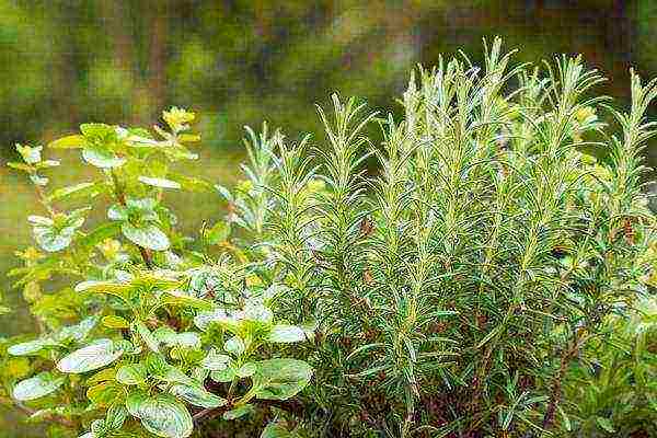 what medicinal plants can be grown in the garden