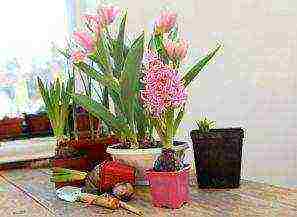 what bulbous flowers can be grown at home in pots