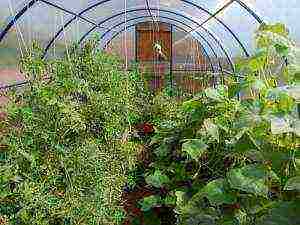 what vegetables can be grown in a greenhouse along with cucumbers