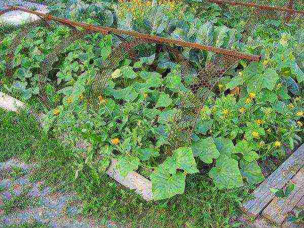 what vegetables can be grown in a greenhouse along with cucumbers