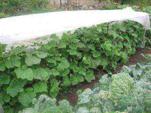 what vegetables can be grown in a greenhouse along with cucumbers