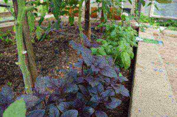 what vegetables can be grown in a greenhouse along with cucumbers