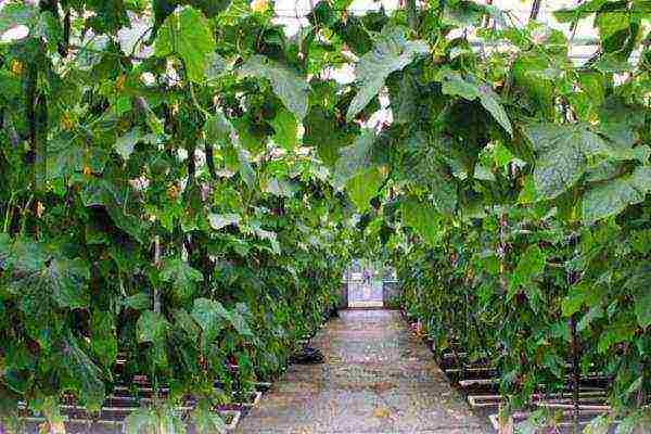 what vegetables can be grown in a greenhouse along with cucumbers