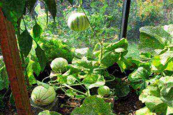 what vegetables can be grown in a greenhouse along with cucumbers
