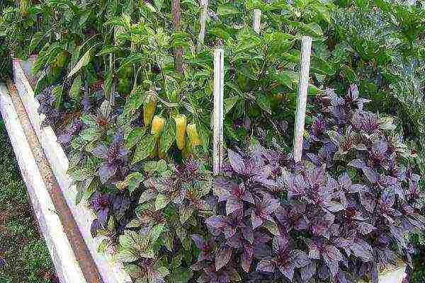 what vegetables can be grown in a greenhouse along with cucumbers