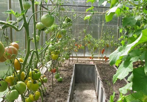 what vegetables can be grown in a greenhouse along with cucumbers