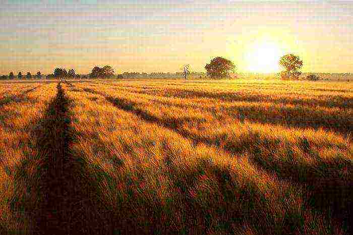 what crops are grown in Crimea