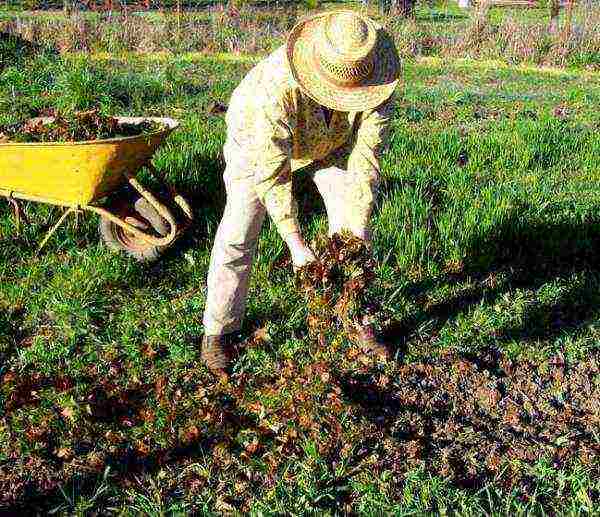 what varieties of potatoes are grown in the Leningrad region