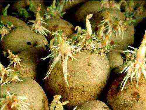 what varieties of potatoes are grown in the Leningrad region