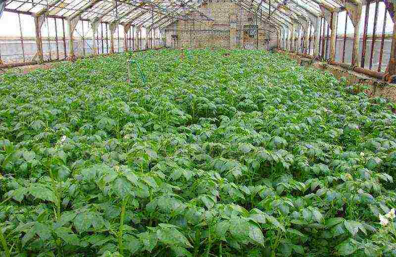 what varieties of potatoes are grown in the Leningrad region