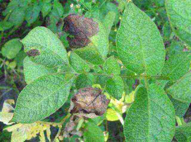 what varieties of potatoes are grown in the Leningrad region