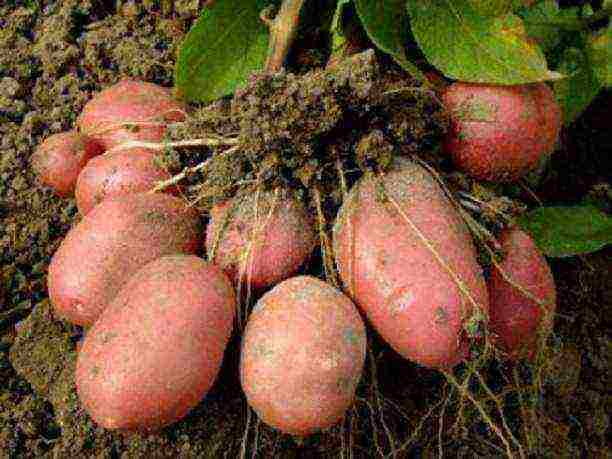 what varieties of potatoes are grown in the Leningrad region