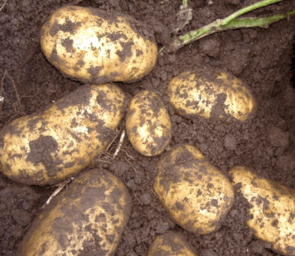 what varieties of potatoes are grown in the Leningrad region