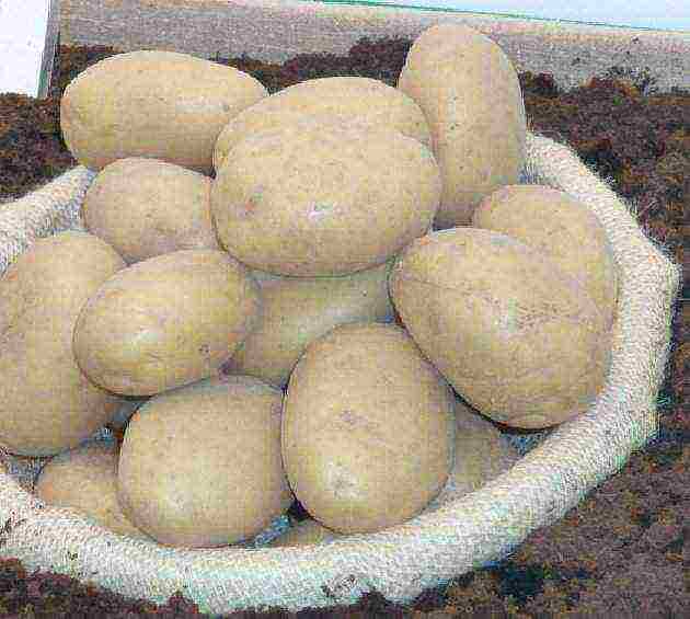 what varieties of potatoes are grown in the Leningrad region