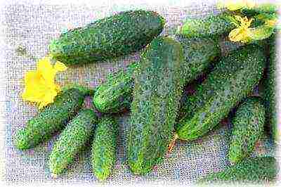 what varieties of cucumbers are best to grow on a windowsill in winter