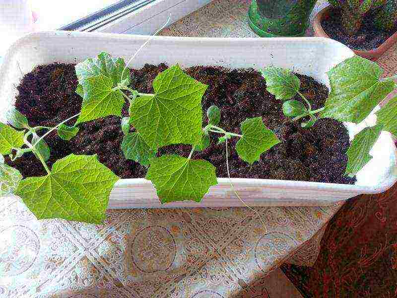 what varieties of cucumbers can be grown in winter on a windowsill