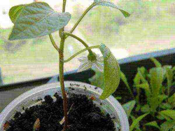 what varieties of hot peppers can be grown on the windowsill